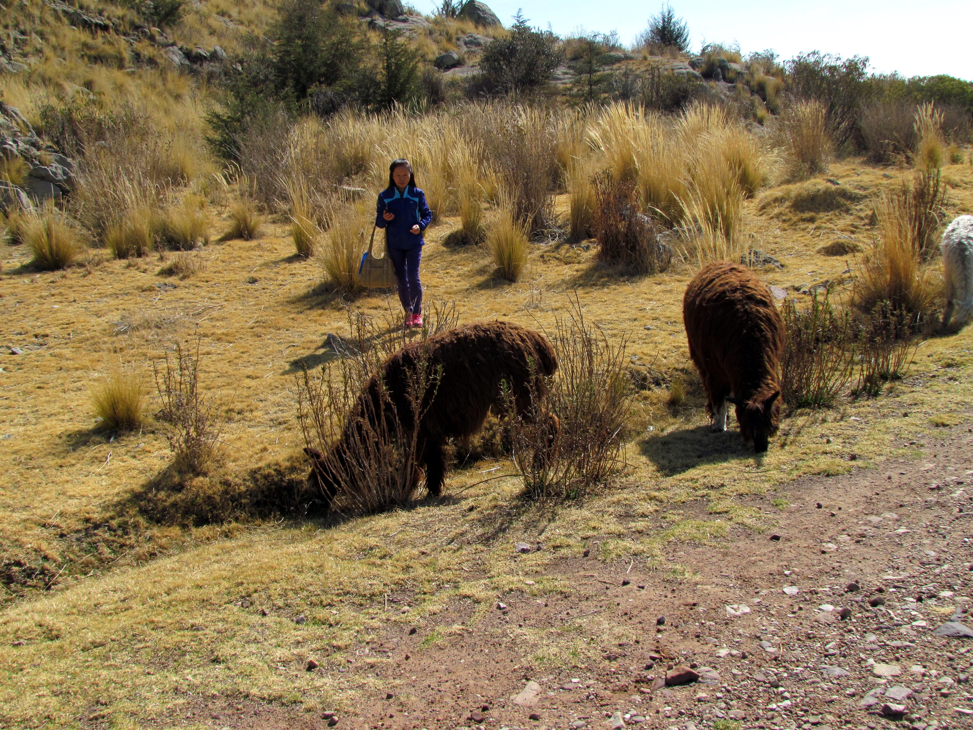 Alpacas en una zona rural de Puno